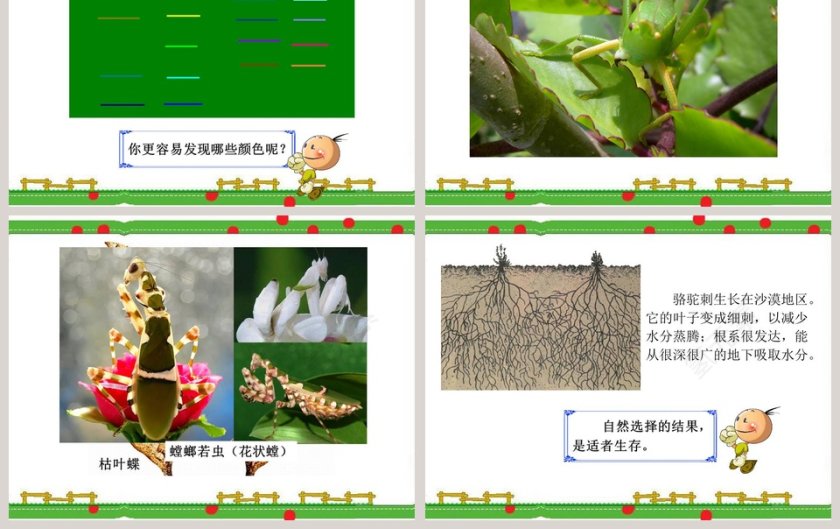 物竞天择教学ppt课件第3张