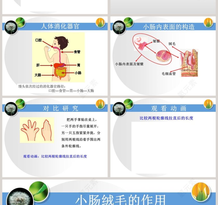 消化与吸收教学ppt课件第2张