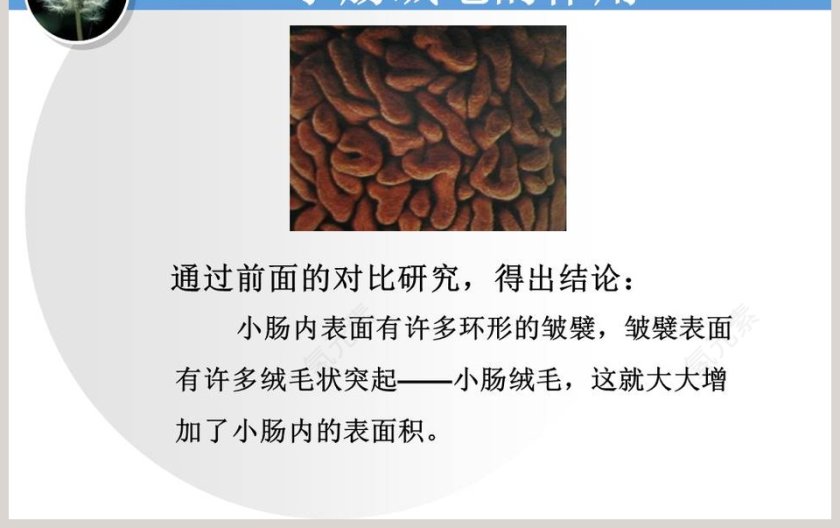 消化与吸收教学ppt课件第3张