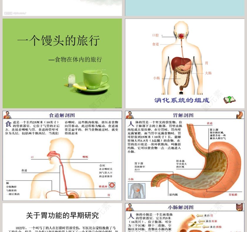 消化与吸收教学ppt课件第2张