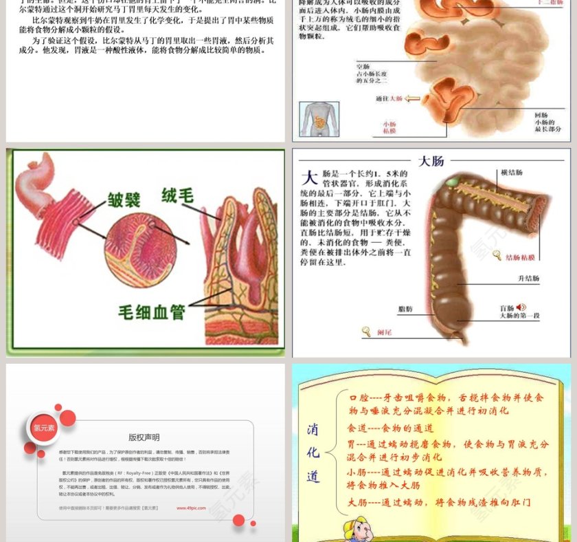 消化与吸收教学ppt课件第3张