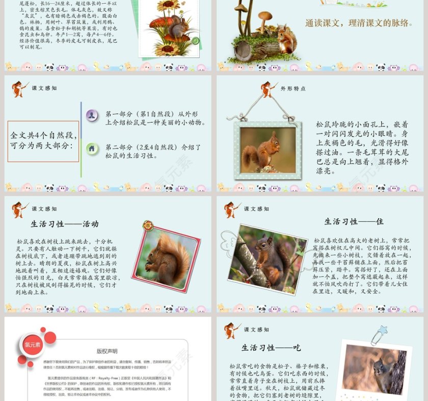 五年级语文课件PPT松鼠第3张