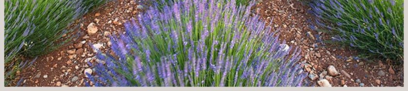 成功家庭教育课程和任性的孩子过招第9张