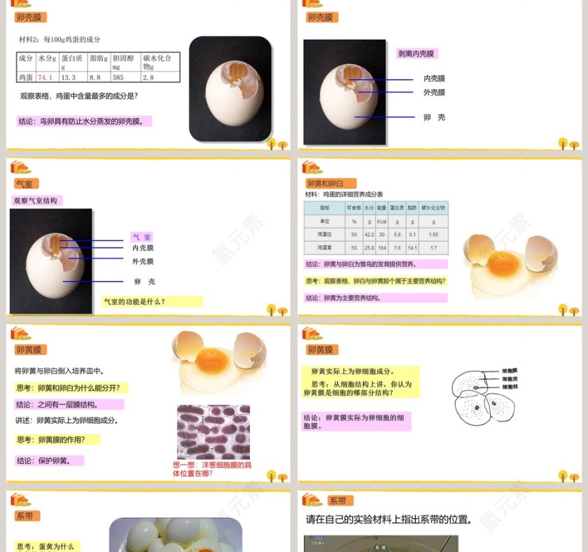 鸟的生殖和发育教学ppt课件第2张