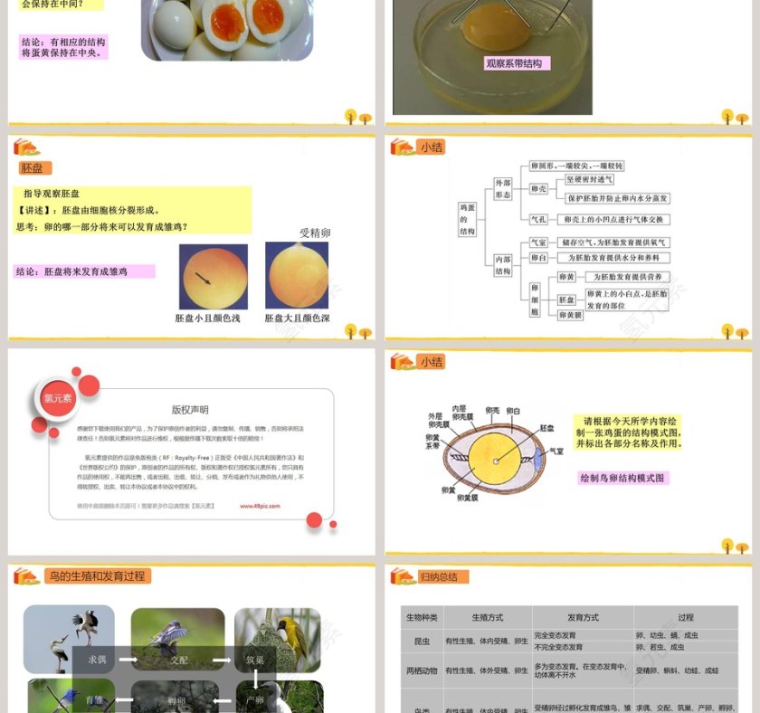 鸟的生殖和发育教学ppt课件第3张