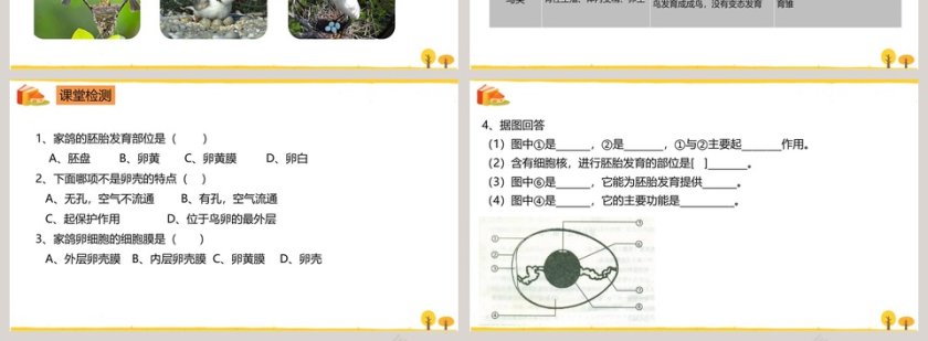 鸟的生殖和发育教学ppt课件第4张