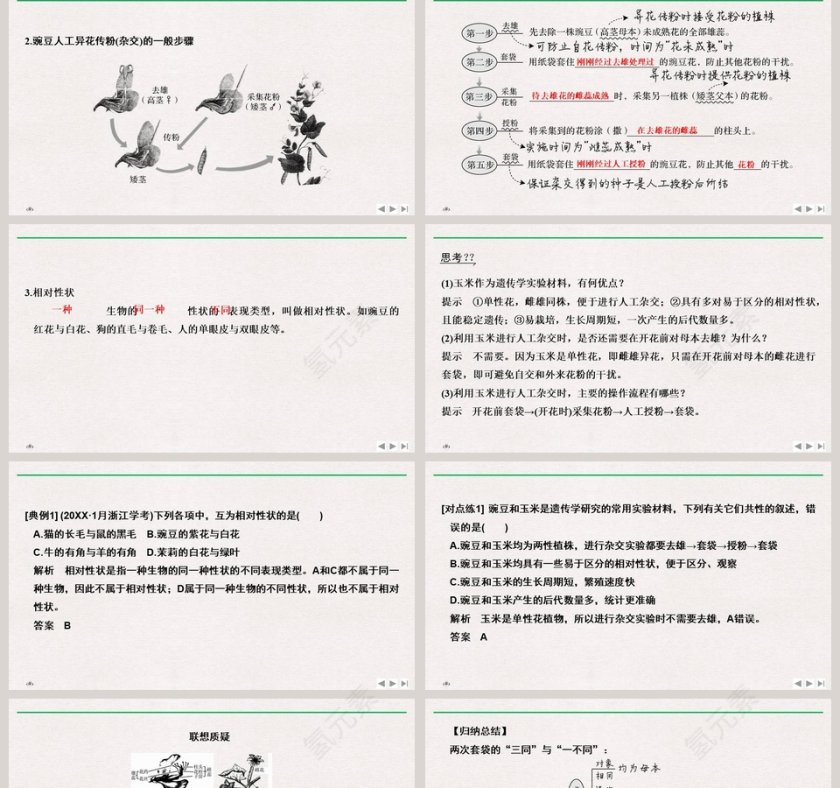 第-节孟德尔的豌豆杂交实验教学ppt课件第2张