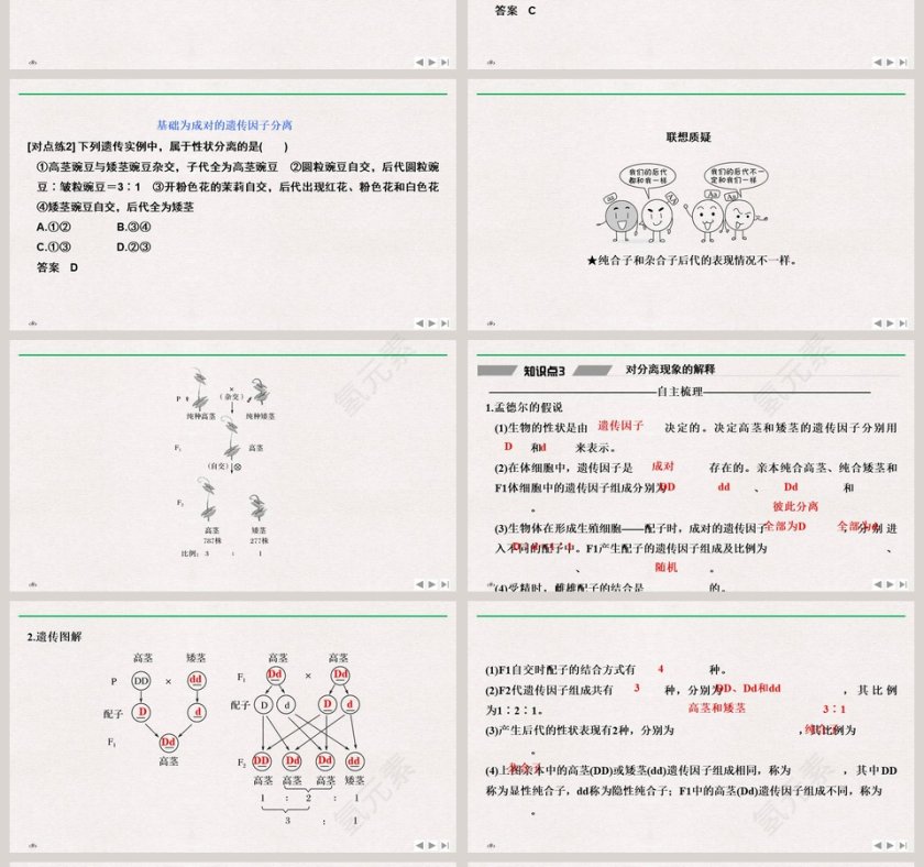 第-节孟德尔的豌豆杂交实验教学ppt课件第4张