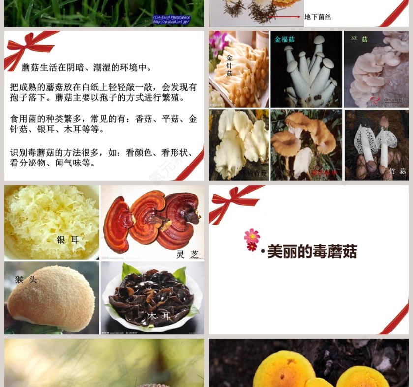 各种各样的蘑菇教学ppt课件第2张