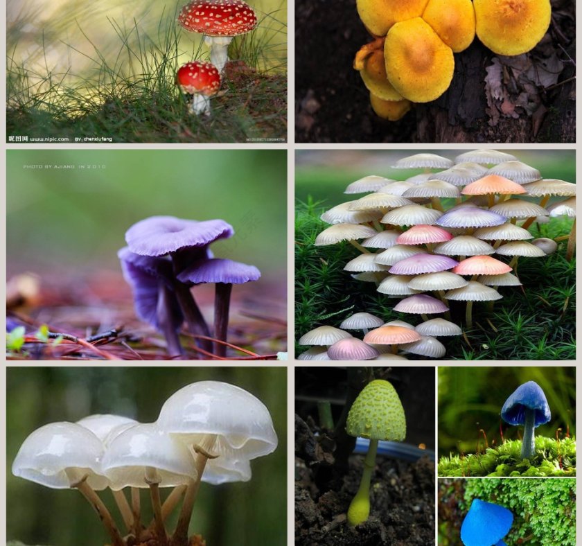 各种各样的蘑菇教学ppt课件第3张