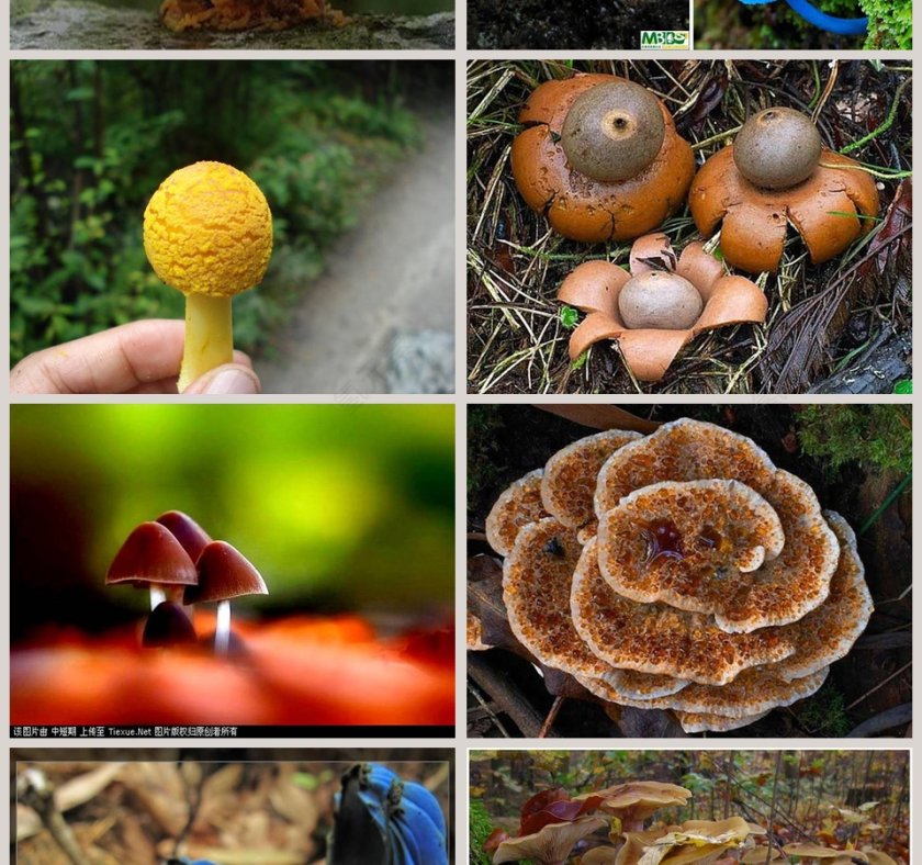 各种各样的蘑菇教学ppt课件第4张