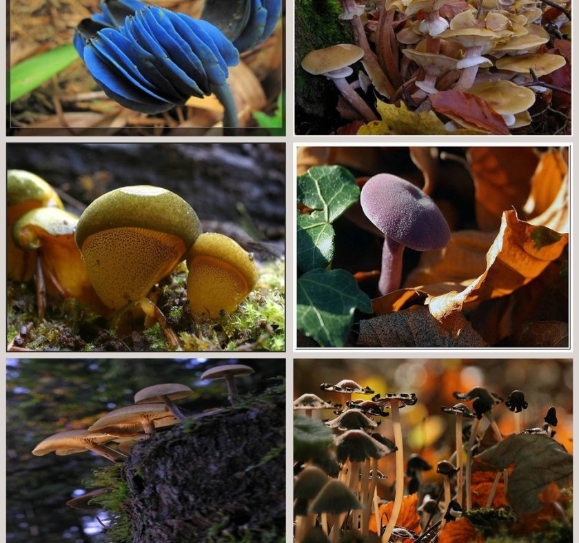 各种各样的蘑菇教学ppt课件第5张