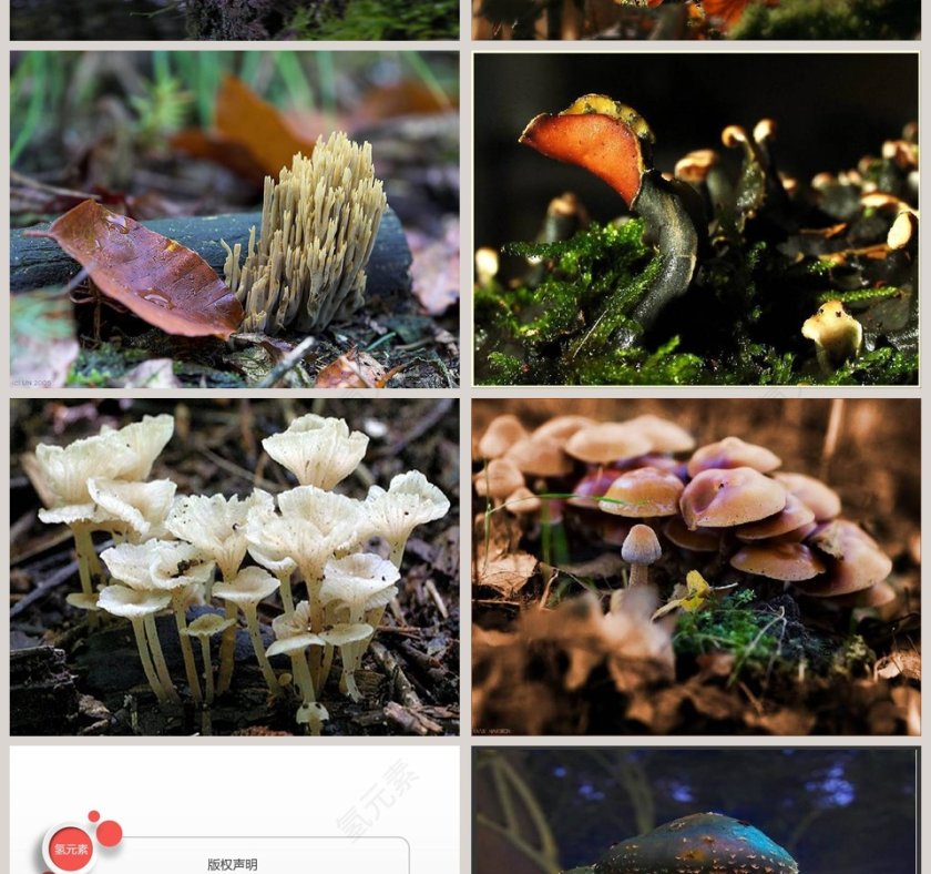 各种各样的蘑菇教学ppt课件第6张