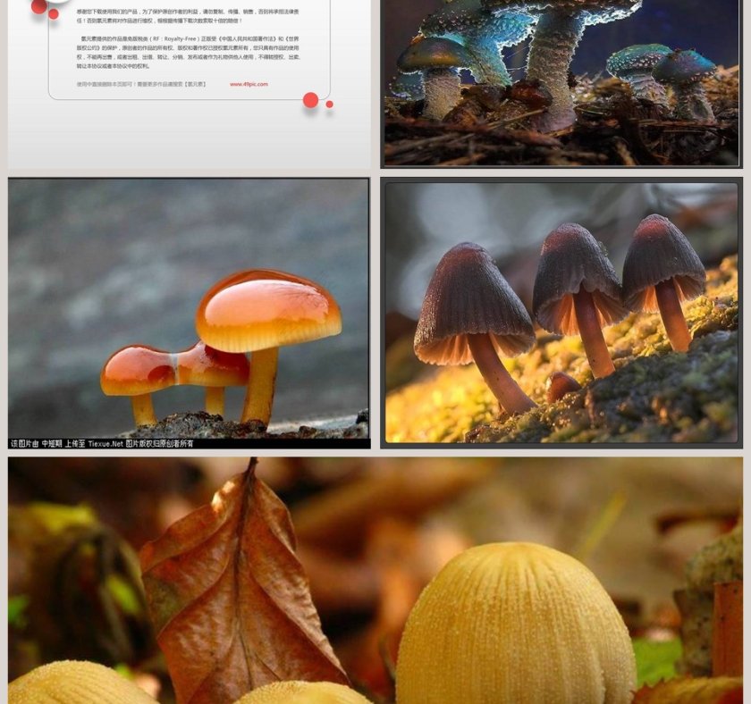 各种各样的蘑菇教学ppt课件第7张