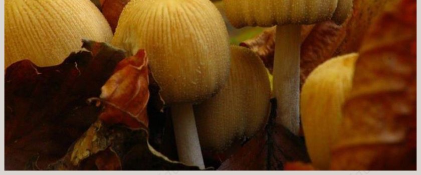 各种各样的蘑菇教学ppt课件第8张