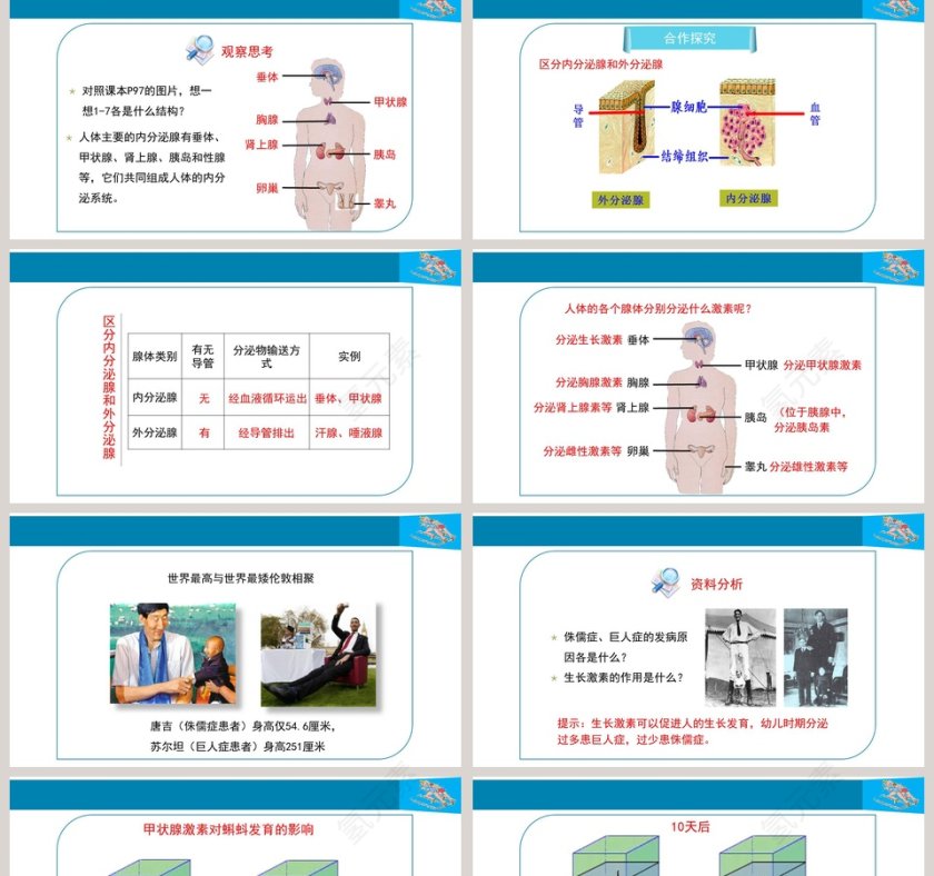 第四节-激素调节教学ppt课件第2张