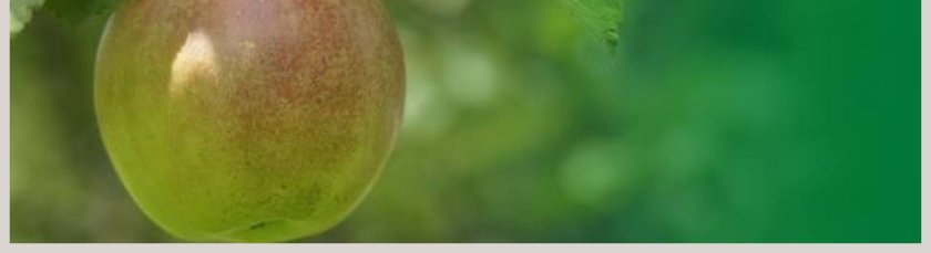 课文解析五年级语文上册长生果语文课件PPT第5张