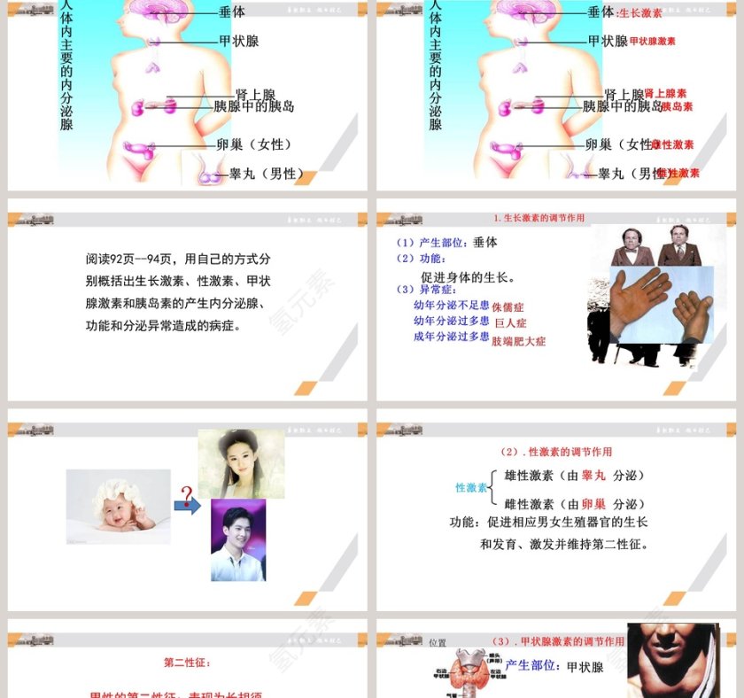 第三节 激素调节教学ppt课件第2张