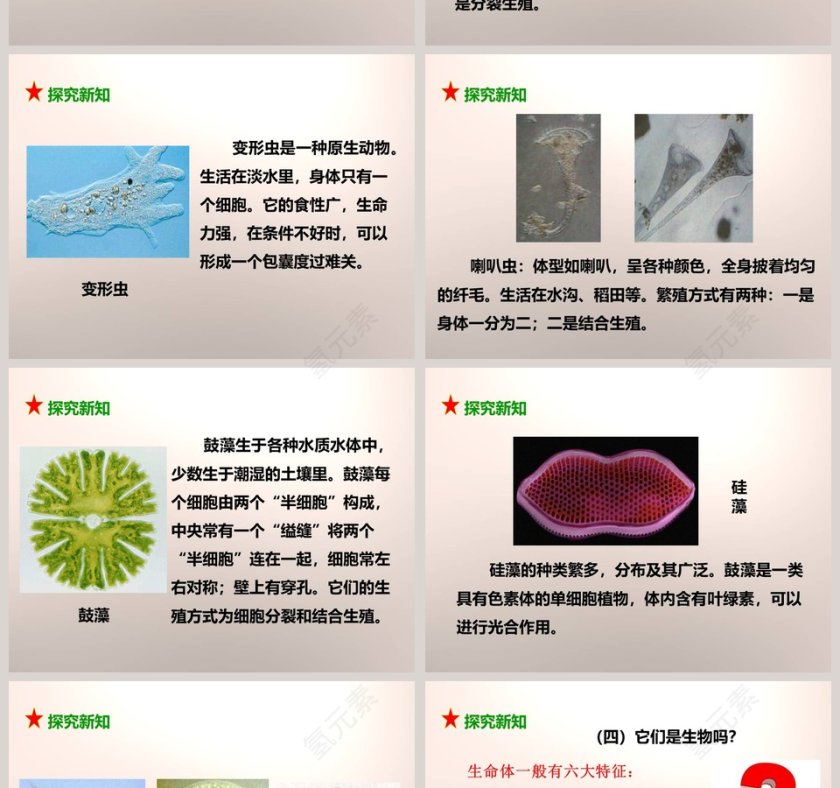 教科版六年级下册PPT模板大全第4张