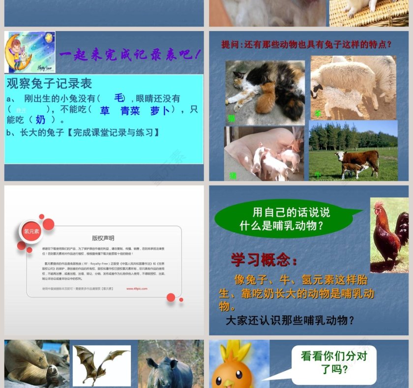 吃奶长大的动物教学ppt课件第2张