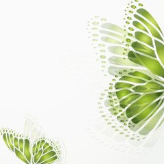 优质的蝴蝶翅膀北京