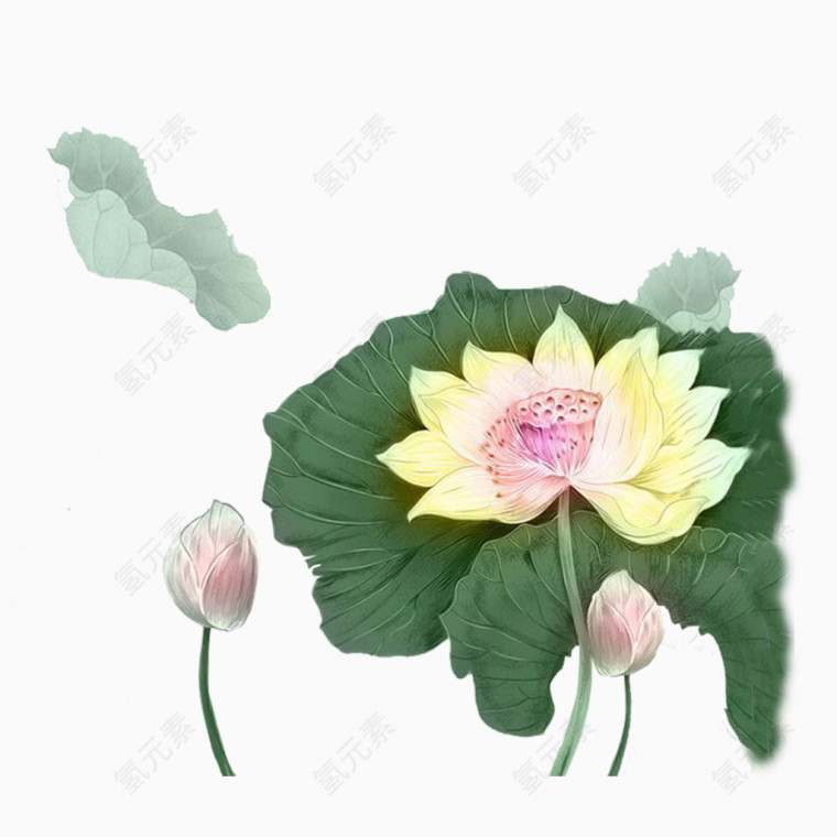 彩绘粉荷花