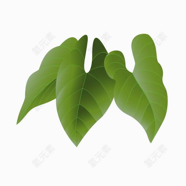 树叶