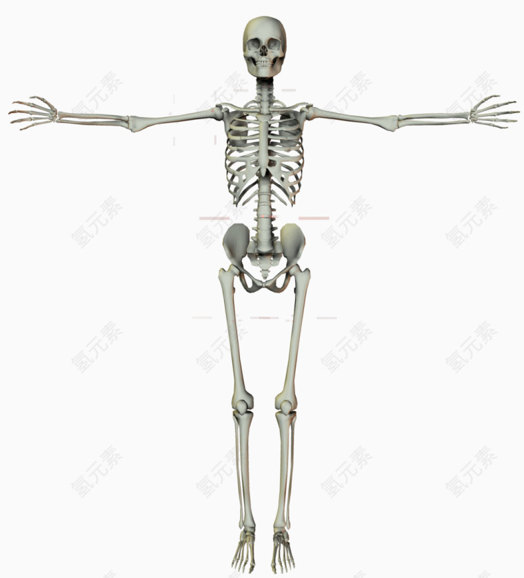 人体骨骼架