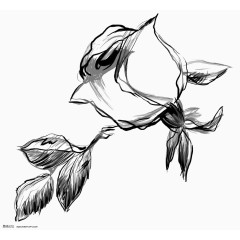 一束玫瑰花手绘