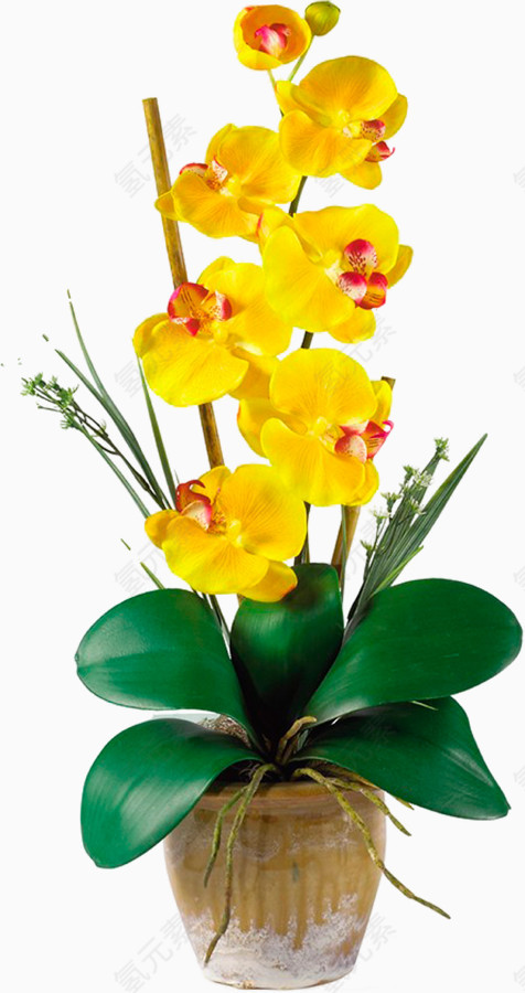精美兰花