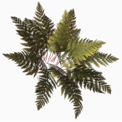 花卉图片素材花草素材