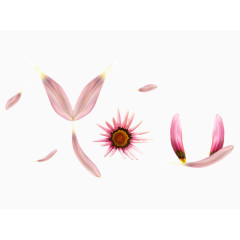 粉色花瓣装饰素材