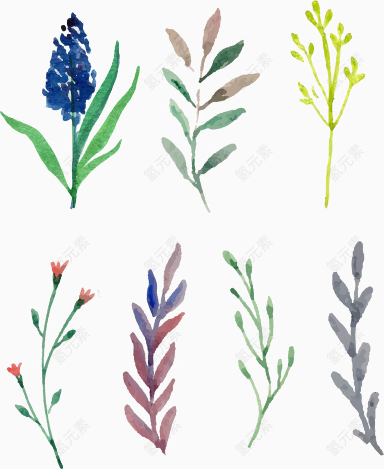 手绘植物