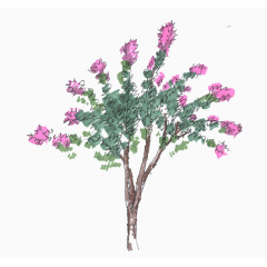 立面手绘景观树