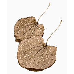 手绘枯叶免抠素材