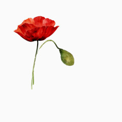 小红花色彩素材图片