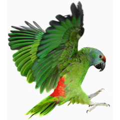 鹦鹉鸟类素材
