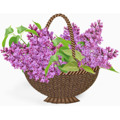 花篮丁香花