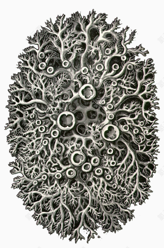 海洋生物