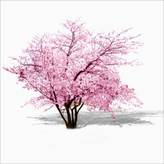 粉色的樱花树