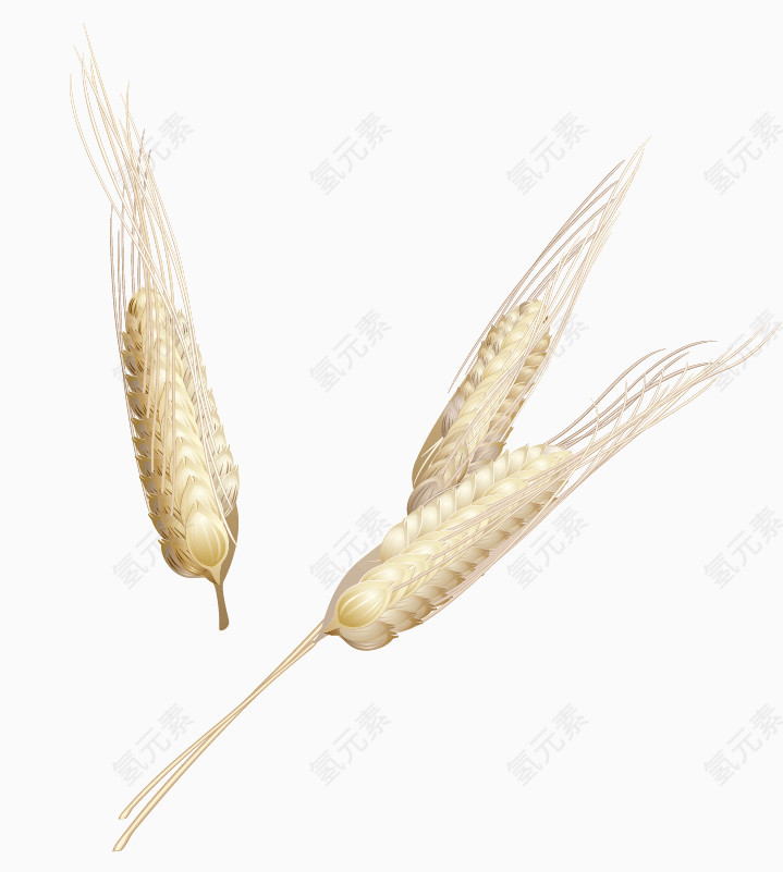 矢量手绘麦穗