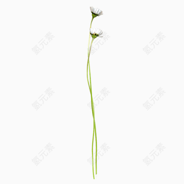 盛开花儿PNG免抠图素材