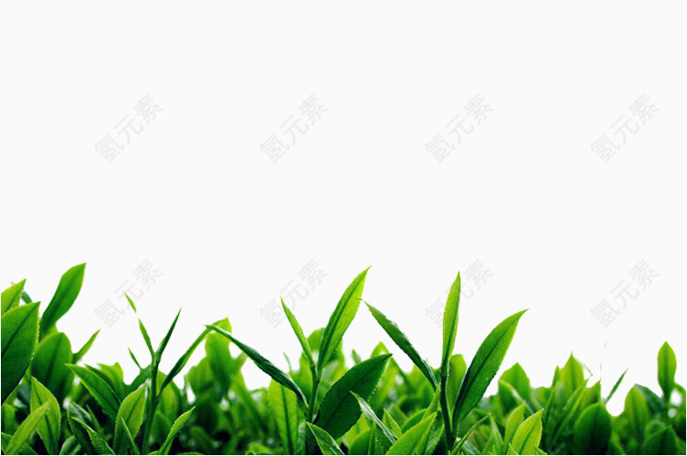 茶叶簇