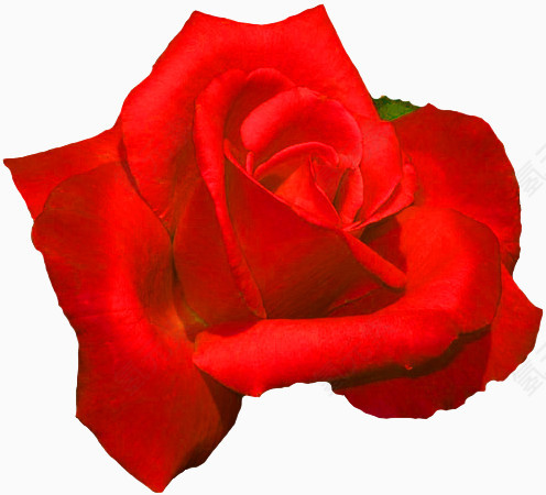 装饰图标绿植花卉