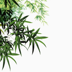 竹子植物风景活力