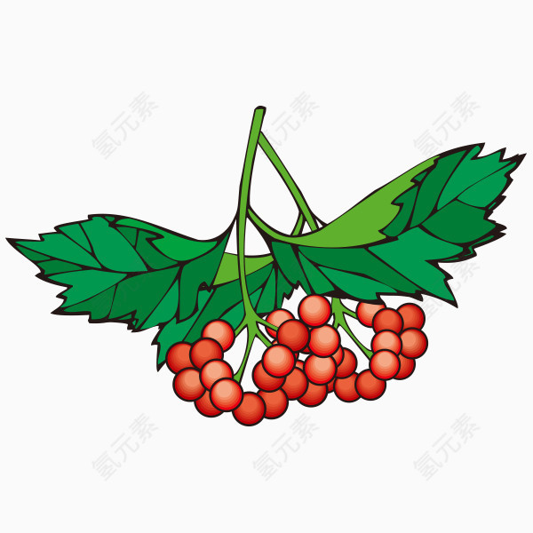 手绘水果植物