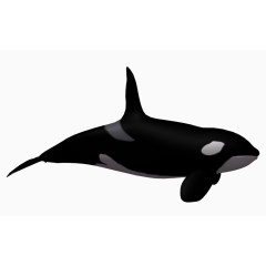 蓝色海洋海底生物