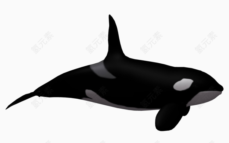 蓝色海洋海底生物