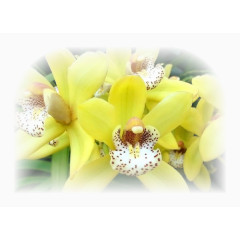 花卉标签花卉图案素材