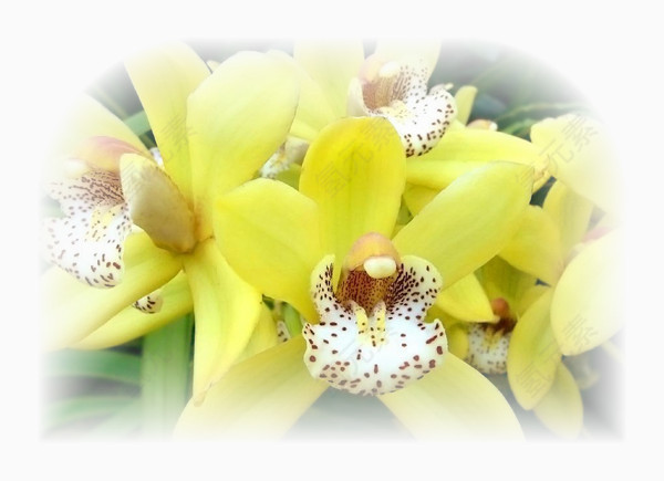 花卉标签花卉图案素材